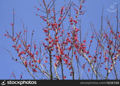 Plum tree