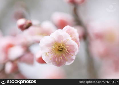 Plum tree