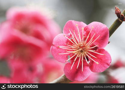 Plum tree