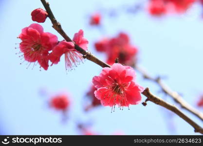 Plum tree