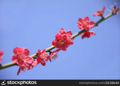 Plum tree