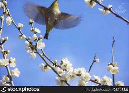 Plum tree and White-eye bird