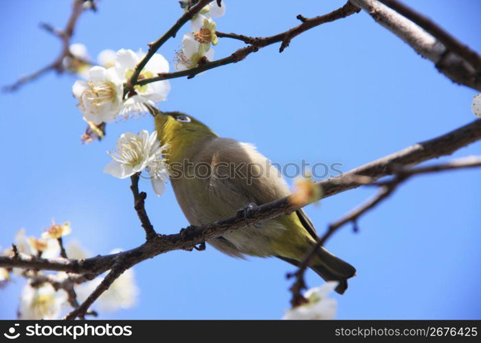 Plum tree and White-eye bird