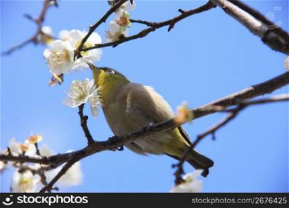 Plum tree and White-eye bird