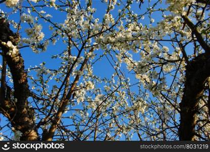 Plum tree branches with blossom flowers at a blue sky