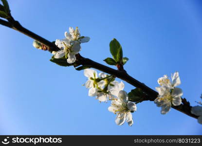 Plum tree flowers at a twig by a blue sky