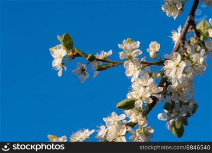 Plum tree flowers. Branch with plum tree flowers by a blue sky