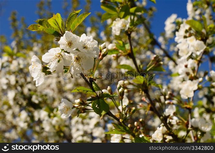 Plum tree in sunny morning, twig with blossom