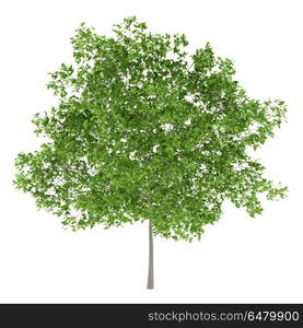 plum tree isolated on white background. 3d illustration