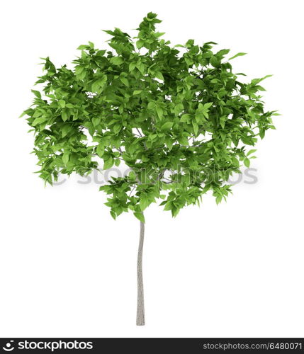 plum tree isolated on white background. 3d illustration