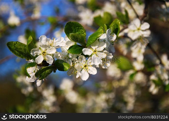 Plum tree twig with flowers at a blurred background of white flowers