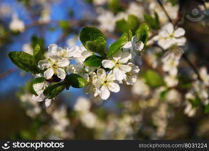 Plum tree twig with flowers at a blurred background of white flowers