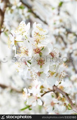 Plum tree white flowers .