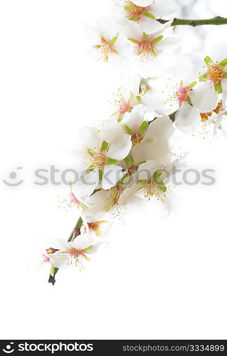 Plum tree white flowers isolated on white.