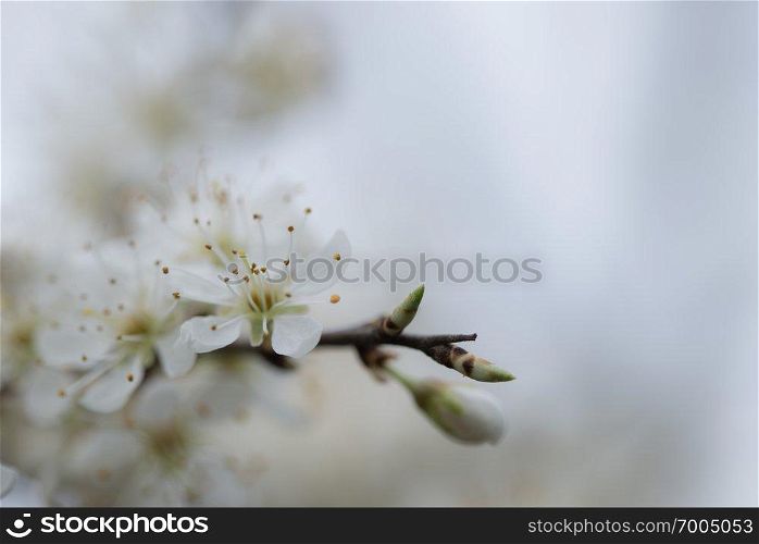 plumb flowers branch on natural brigth background. plum flower on natural background