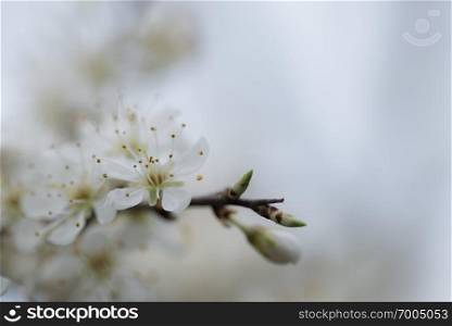 plumb flowers branch on natural brigth background. plum flower on natural background