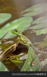 Plumed Basilisk, Green Basilisk, Jesus Christ Lizard, Basiliscus plumifrons, Tropical Rainforest, Costa Rica, Central America, America. Alberto Carrera