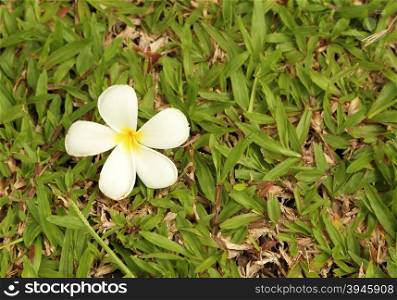 Plumeria flower( Frangipani) with grass background