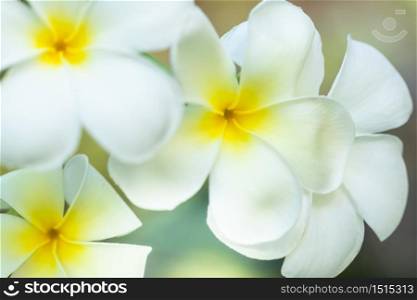 Plumeria flower in the garden with nature background to create a beautiful