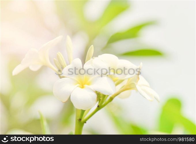Plumeria flower or frangipani flower plant in the garden summer background