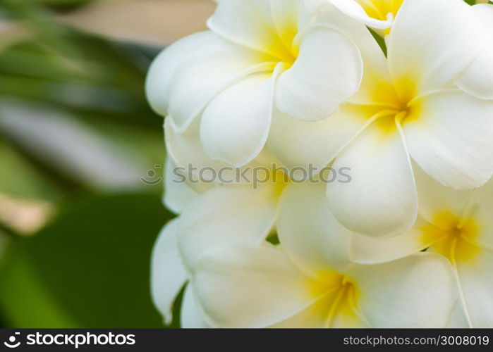 Plumeria flowers