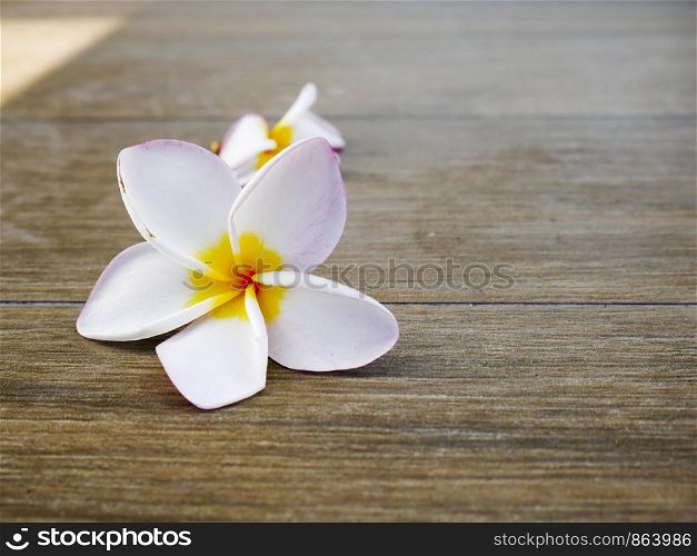 Plumeria flowers are placed on the floor.