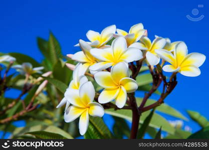 plumeria flowers closeup on blue background