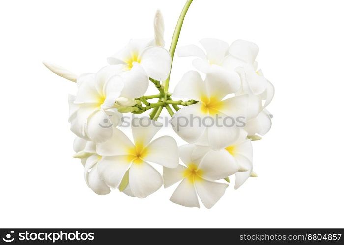 Plumeria flowers isolated on white background and clipping path
