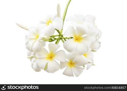 Plumeria flowers isolated on white background and clipping path