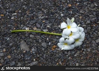 plumeria,frangipani flowers