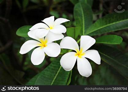 Plumeria (frangipani) - holy flower on Bali and Laos