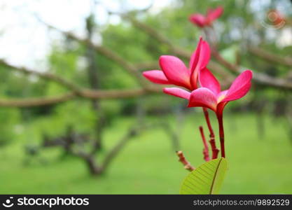 Plumeria in the garden