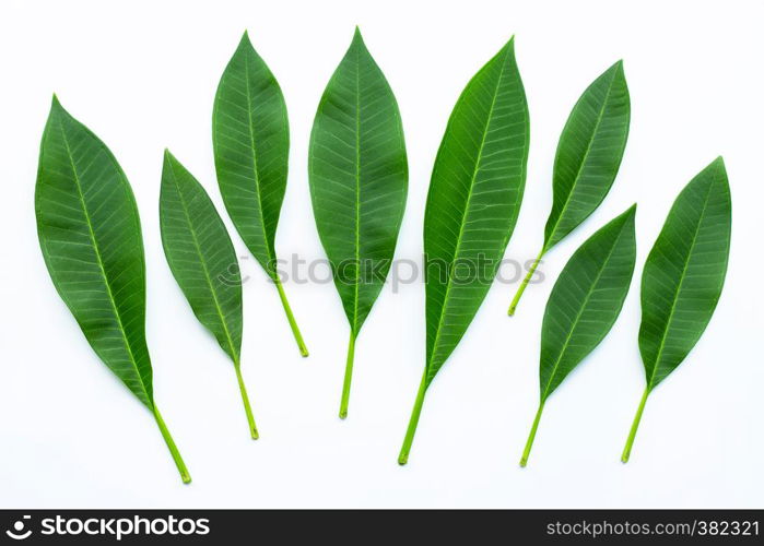 Plumeria leaves on white background. Top view