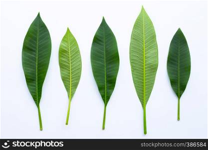 Plumeria leaves on white background. Top view