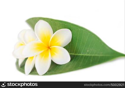 Plumeria or frangipani, at white background