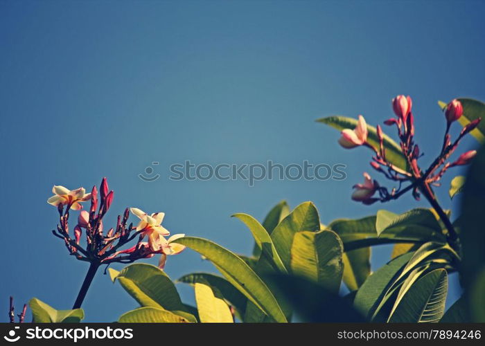 Plumeria rubra is a deciduous plant species belonging to the genus Plumeri, flushed with fragrant flowers of shades of pink. Its common names include frangipani, red paucipan, red-jasmine, red frangipani, common frangipani, temple tree, plumeria.