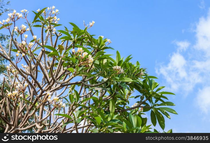 Plumeria tree white flowers with blue sky