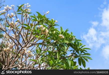 Plumeria tree white flowers with blue sky