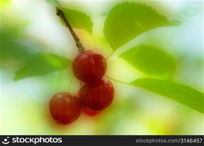 Plump Cherries Hanging From A Tree