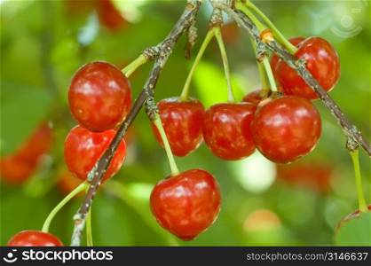 Plump Cherries Hanging From The Tree