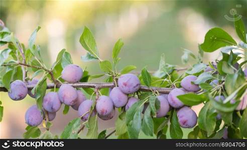 Plums get close to harvest in California