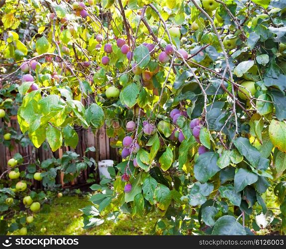 plums on a branch