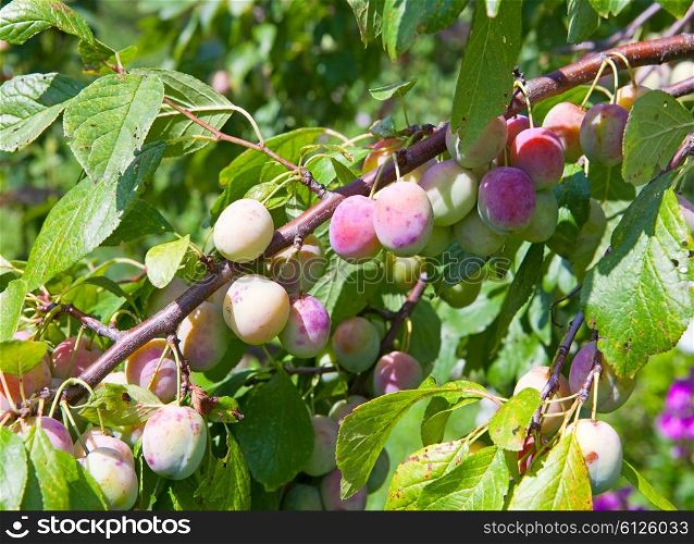 plums on a branch