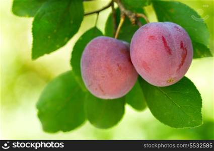 plums on a tree in a garden