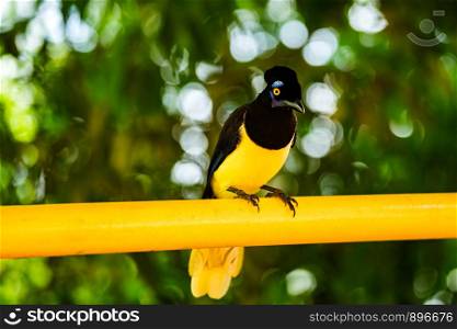 Plush-crested jay bird on the yellow material at the Brazilian side of Iguazu Waterfalls