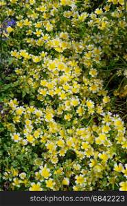Poached egg plant Limnanthes douglasii flowers groing in the garden on a spring time