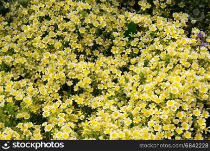 Poached egg plant Limnanthes douglasii flowers groing in the garden on a spring time