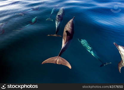 Pod of Pantropical Dolphins breaching for air, Port St. Johns, South Africa