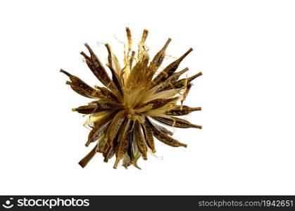 Pod of seeds of a cosmos (Cosmos bipinnatus) flower, native to the Americas