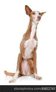 podenco ibicenco in front of white background